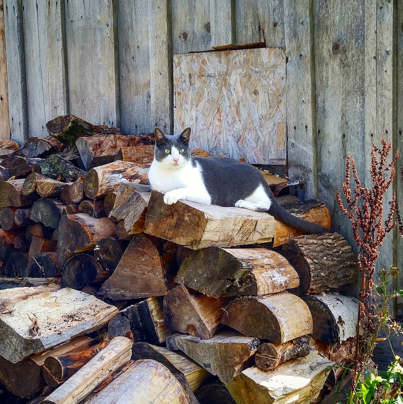 Out Door Cat On Wood Pile Thinking About Winter | North Wellington Animal Hospital