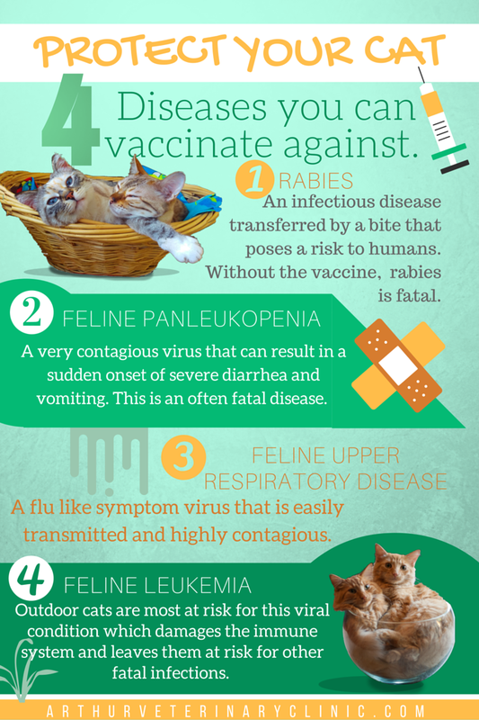 North Wellington Animal Hospital - Protect your cat: 4 Diseases you can vaccinate against